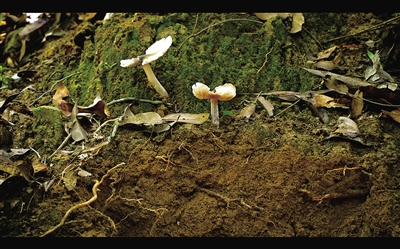 秘境寻踪第十二集奇妙的蘑法世界